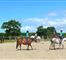 Stage anglais-équitation